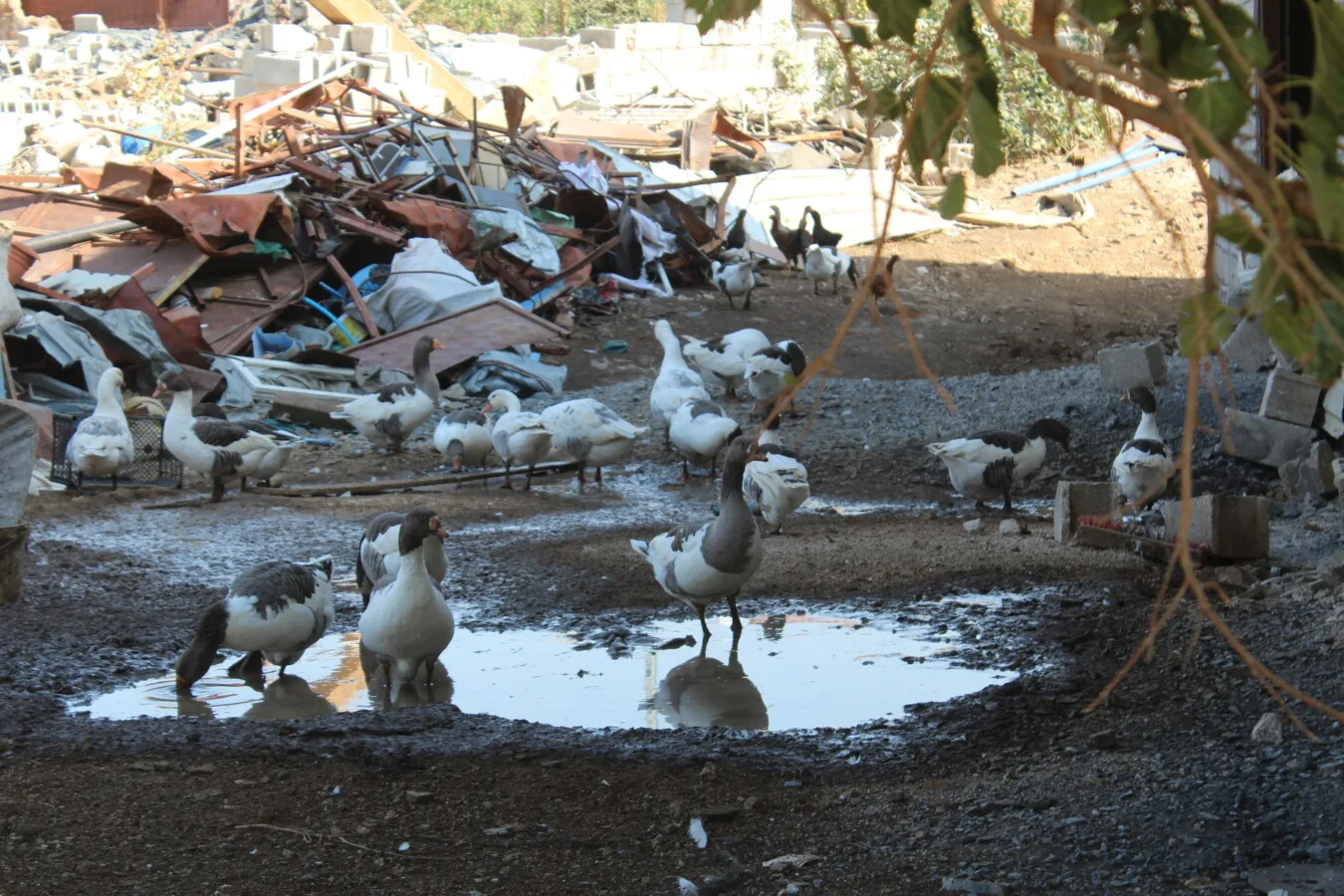 Harfiyat Çalışmalarının Güncel Durumu: 1 Yıl Sonra Ne Değişti?