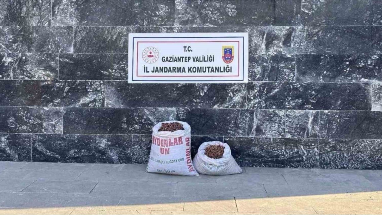 Gaziantep jandarmadan Fıstık hırsızı 6 şahsa suçüstü