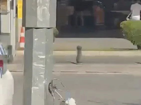 Gaziantep’te Aydınlatma Direklerindeki Tehlikeli Durum Tepki Çekiyor