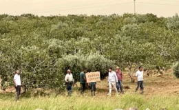 Şanlıurfa’da Fıstık ve Zeytin Bahçelerinin İmara Açılması Ciddi Sorunlar Doğuruyor