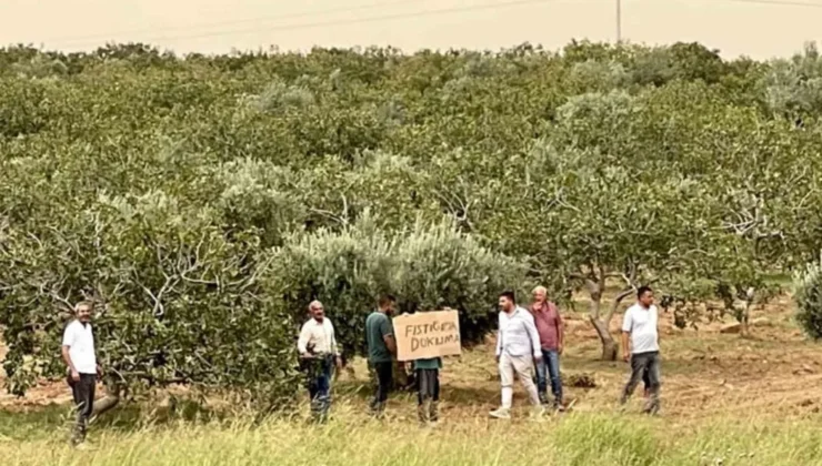 Şanlıurfa’da Fıstık ve Zeytin Bahçelerinin İmara Açılması Ciddi Sorunlar Doğuruyor