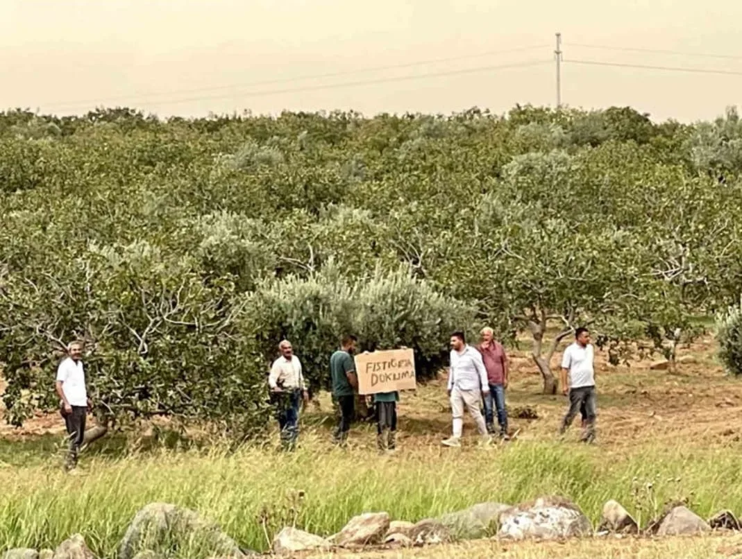 Şanlıurfa’da Fıstık ve Zeytin Bahçelerinin İmara Açılması Ciddi Sorunlar Doğuruyor
