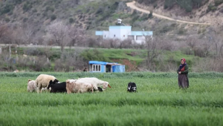 Kırsalda Kadınların Emeği: Otlaklarda Koyun Beslemekten Fabrika Bahçesine