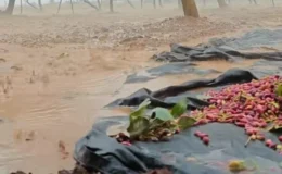Şanlıurfa’da İki Gündür Devam Eden Sağanak Yağış, Kırsal Kesimde Tarım Arazilerine Zarar Verdi