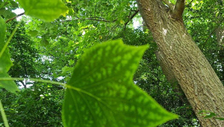 Yeni Ağaç Türü Keşfedildi: Bilim Dünyasını Sarsan Gelişme