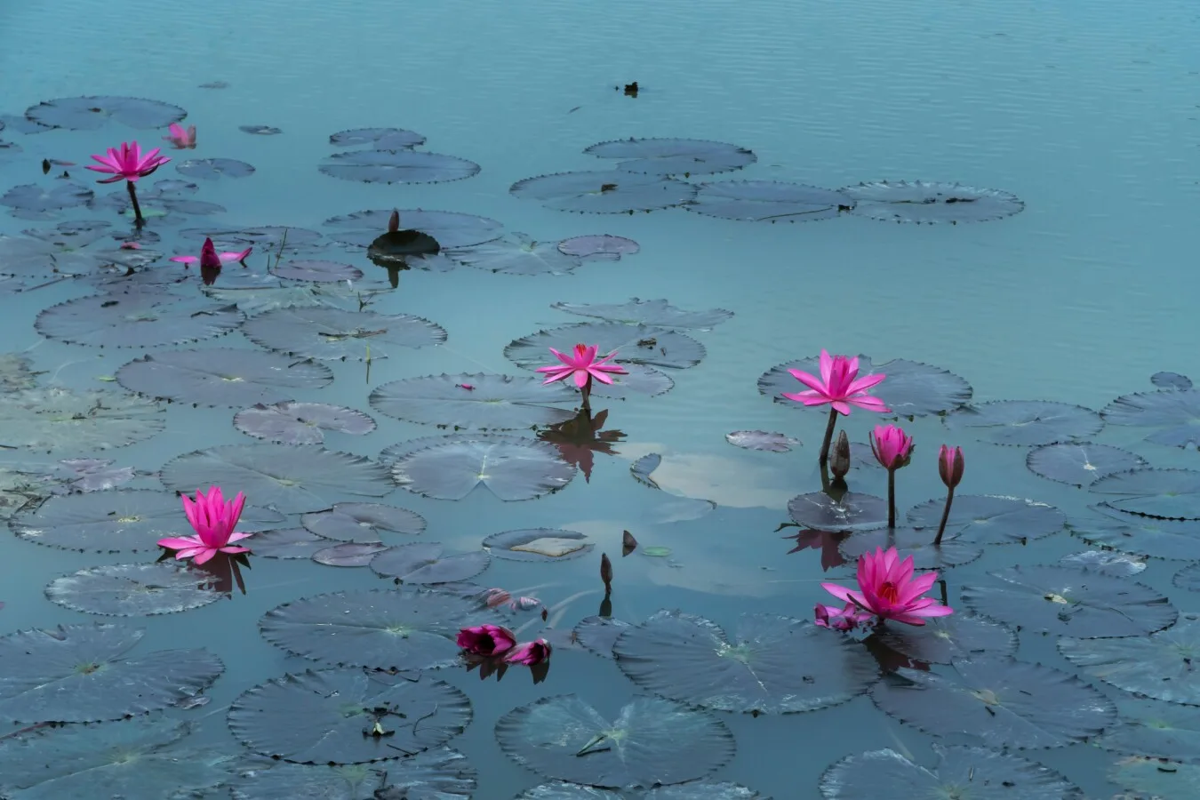 Lotus: Doğanın Arınma ve Saflık Sembolü