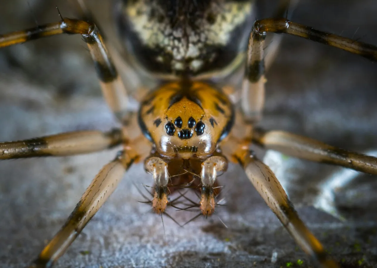 pexels ekamelev 757260
