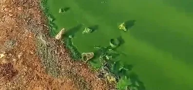 Doğanpınar Barajı Neden Yeşile Döndü? Gaziantep’te Gizemli Kirlilik Alarmı!
