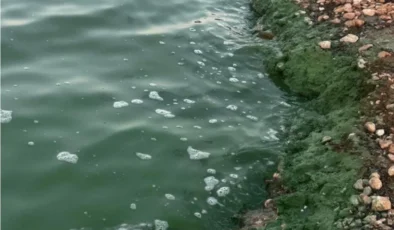 Doğanpınar Barajı’nda Gizemli Yeşil Tabakanın Nedeni Belli Oldu: Alg Patlaması!
