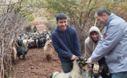 Şırnak’ta Küçükbaş Hayvanlar İçin Sağlık Seferberliği!