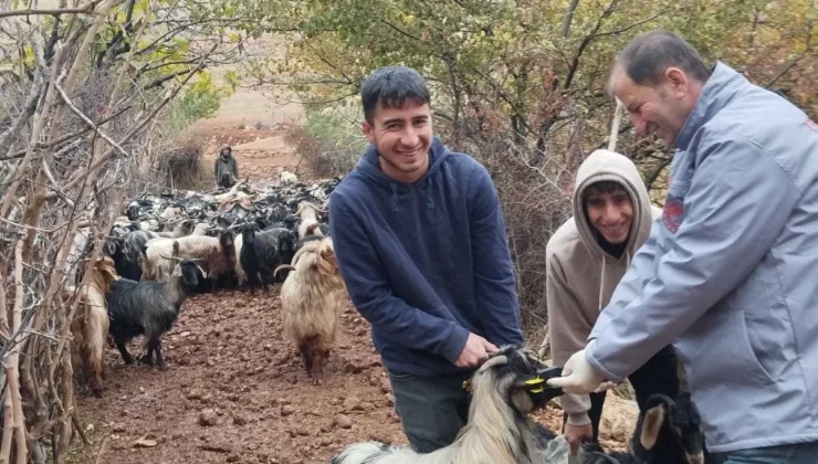 Şırnak’ta Küçükbaş Hayvanlar İçin Sağlık Seferberliği!