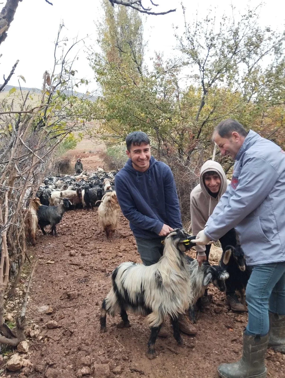 Şırnak’ta Küçükbaş Hayvanlar İçin Sağlık Seferberliği!