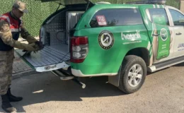 Yaralı Şahin’e Jandarmadan Şefkat Eli