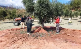 Kuraklığın Gölgesinde Hasat: Gaziantep’te Zeytinyağı Bu Yıl Neden Pahalı Olacak?