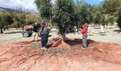 Kuraklığın Gölgesinde Hasat: Gaziantep’te Zeytinyağı Bu Yıl Neden Pahalı Olacak?