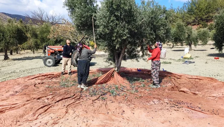 Kuraklığın Gölgesinde Hasat: Gaziantep’te Zeytinyağı Bu Yıl Neden Pahalı Olacak?