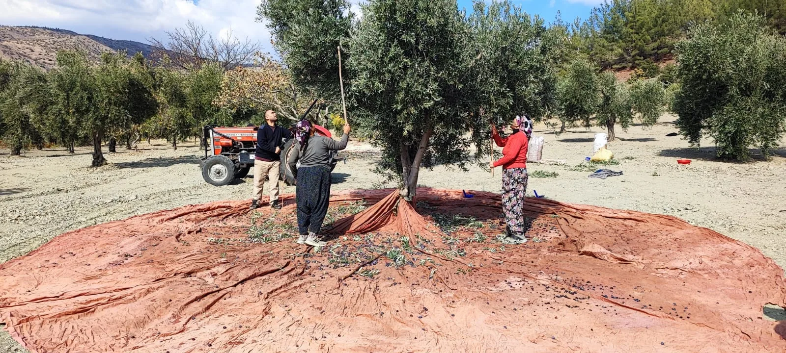 Kuraklığın Gölgesinde Hasat: Gaziantep’te Zeytinyağı Bu Yıl Neden Pahalı Olacak?