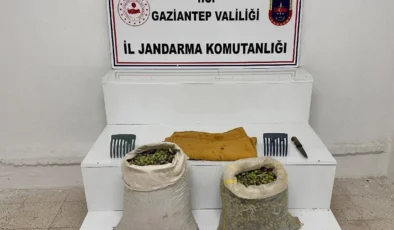 Jandarmadan Zeytin Bahçelerinde Suçüstü Operasyonu!