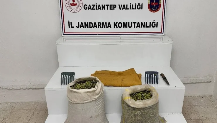 Jandarmadan Zeytin Bahçelerinde Suçüstü Operasyonu!