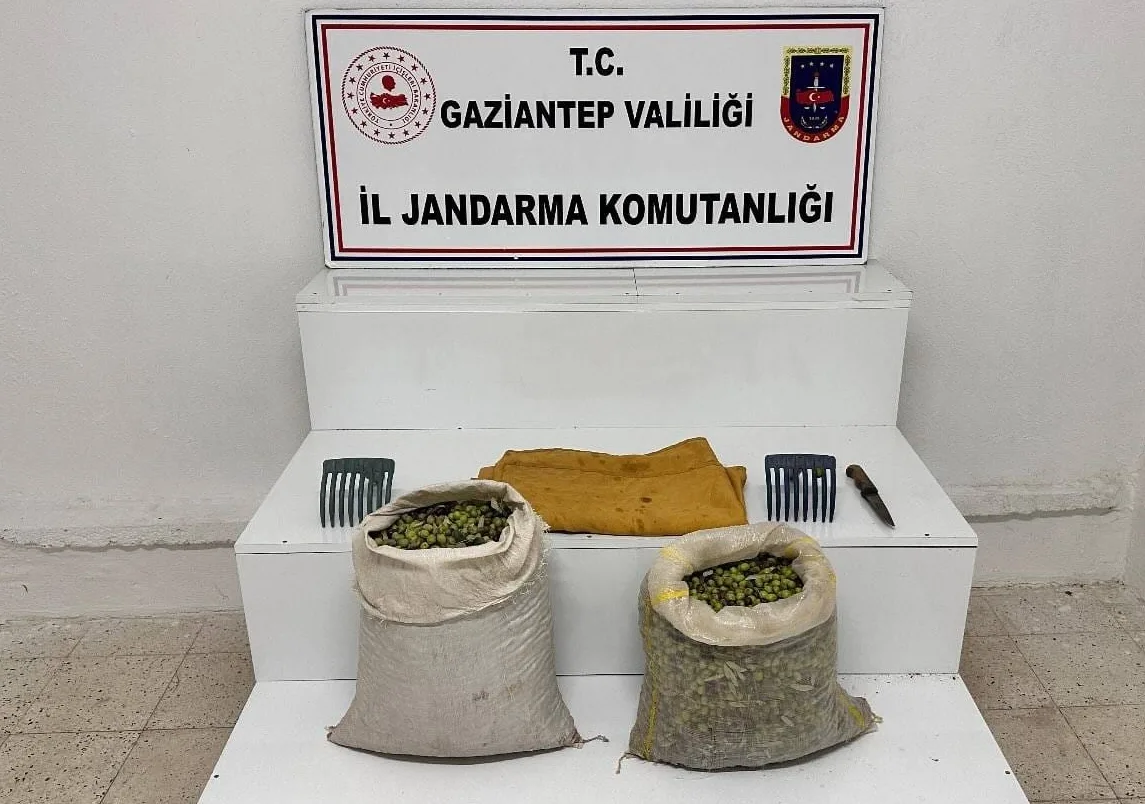 Jandarmadan Zeytin Bahçelerinde Suçüstü Operasyonu!