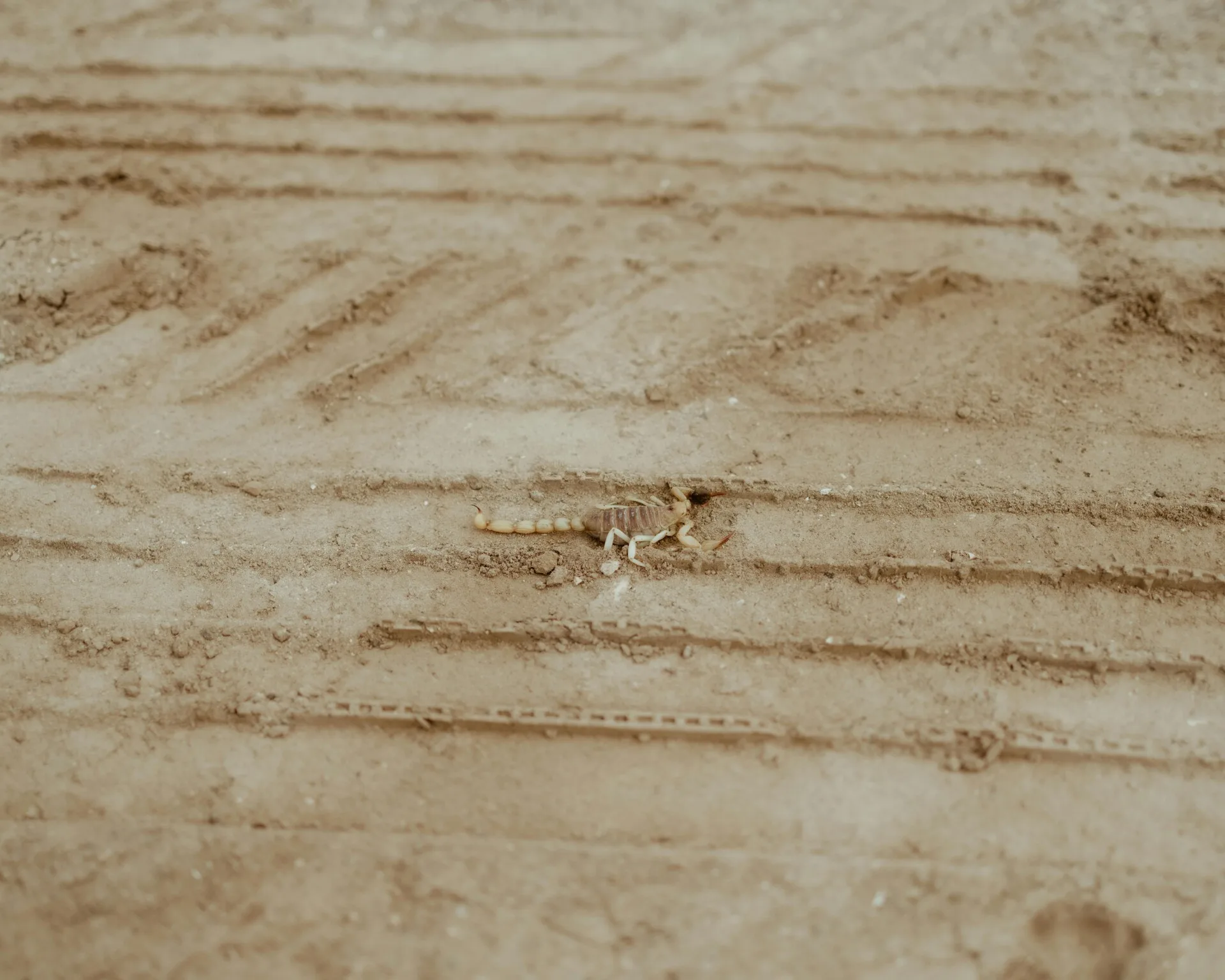 pexels hellojoshwithers 16082419