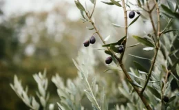 Kilis’te Zeytin Hasadı Coşkusu Başladı