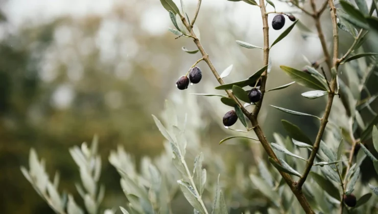 Kilis’te Zeytin Hasadı Coşkusu Başladı