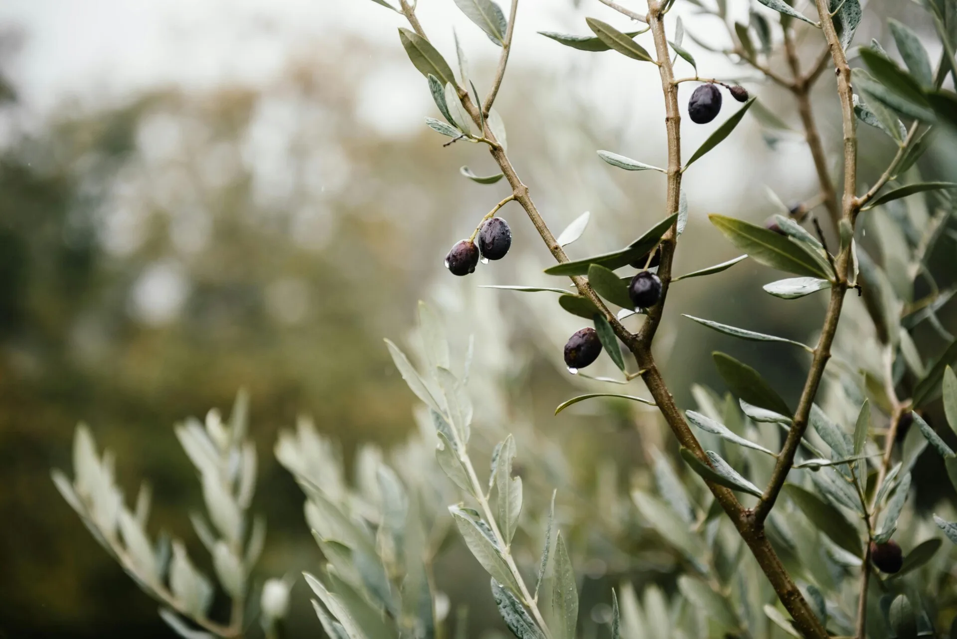 Kilis’te Zeytin Hasadı Coşkusu Başladı