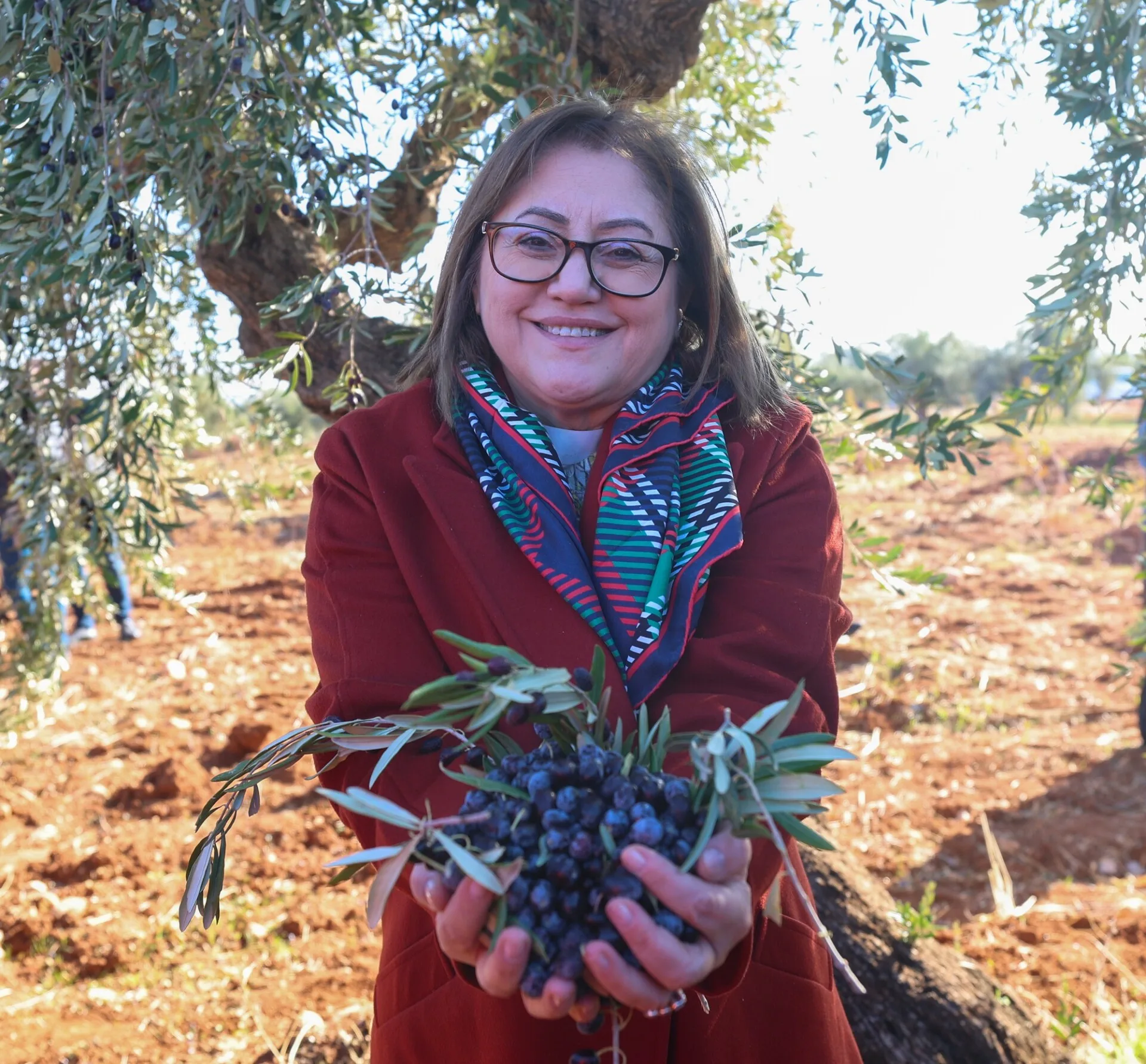 BAŞKAN ŞAHİN, NİZİP’İN BEREKETİ ZEYTİN HASADINA KATILDI (1)