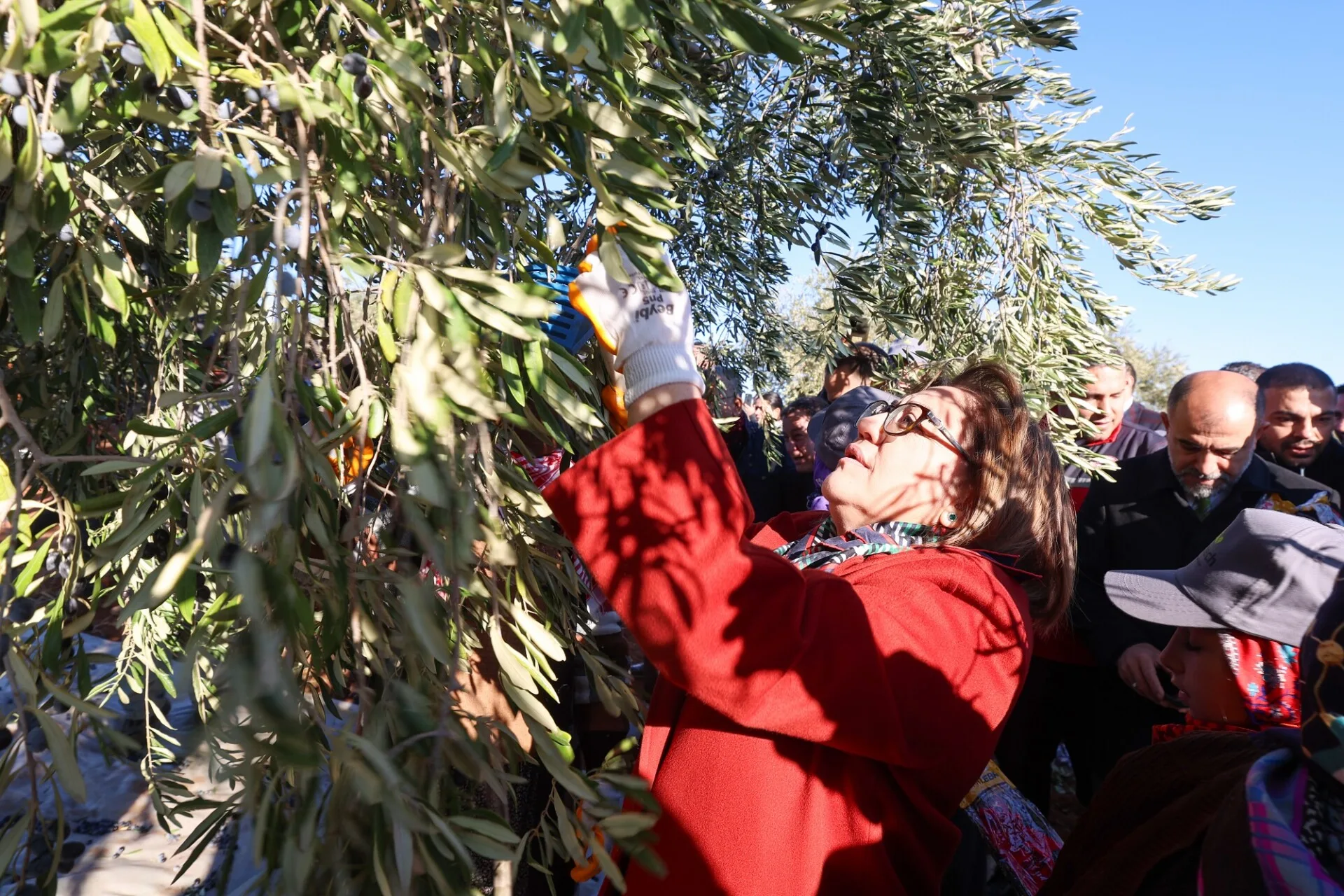 BAŞKAN ŞAHİN, NİZİP’İN BEREKETİ ZEYTİN HASADINA KATILDI (3)