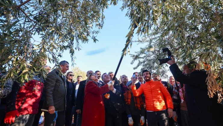 Başkan Şahin, Nizip Zeytin Hasadına Katılarak Yeşil Ekonomi Vurgusu Yaptı