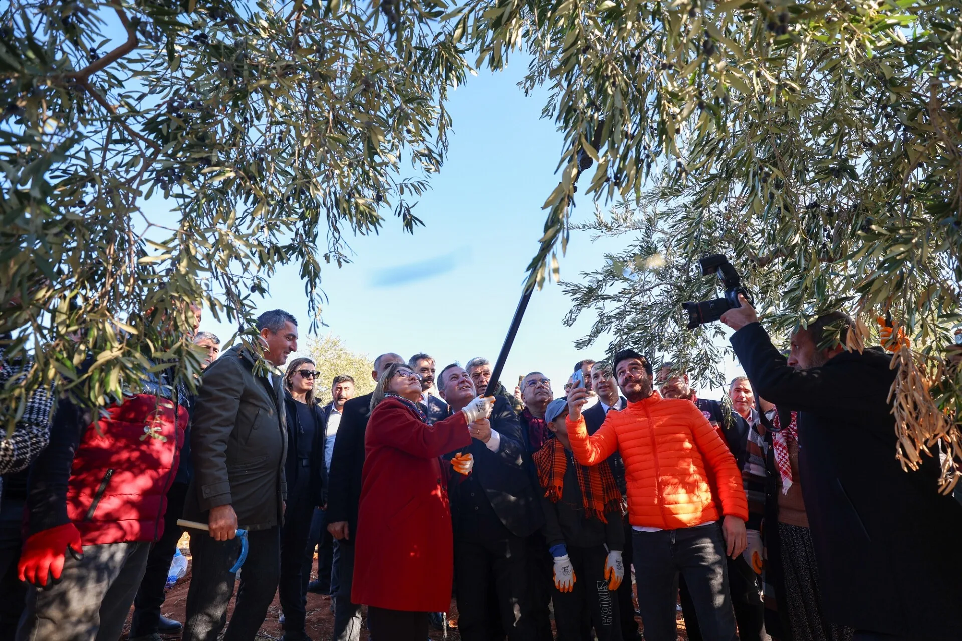 Başkan Şahin, Nizip Zeytin Hasadına Katılarak Yeşil Ekonomi Vurgusu Yaptı