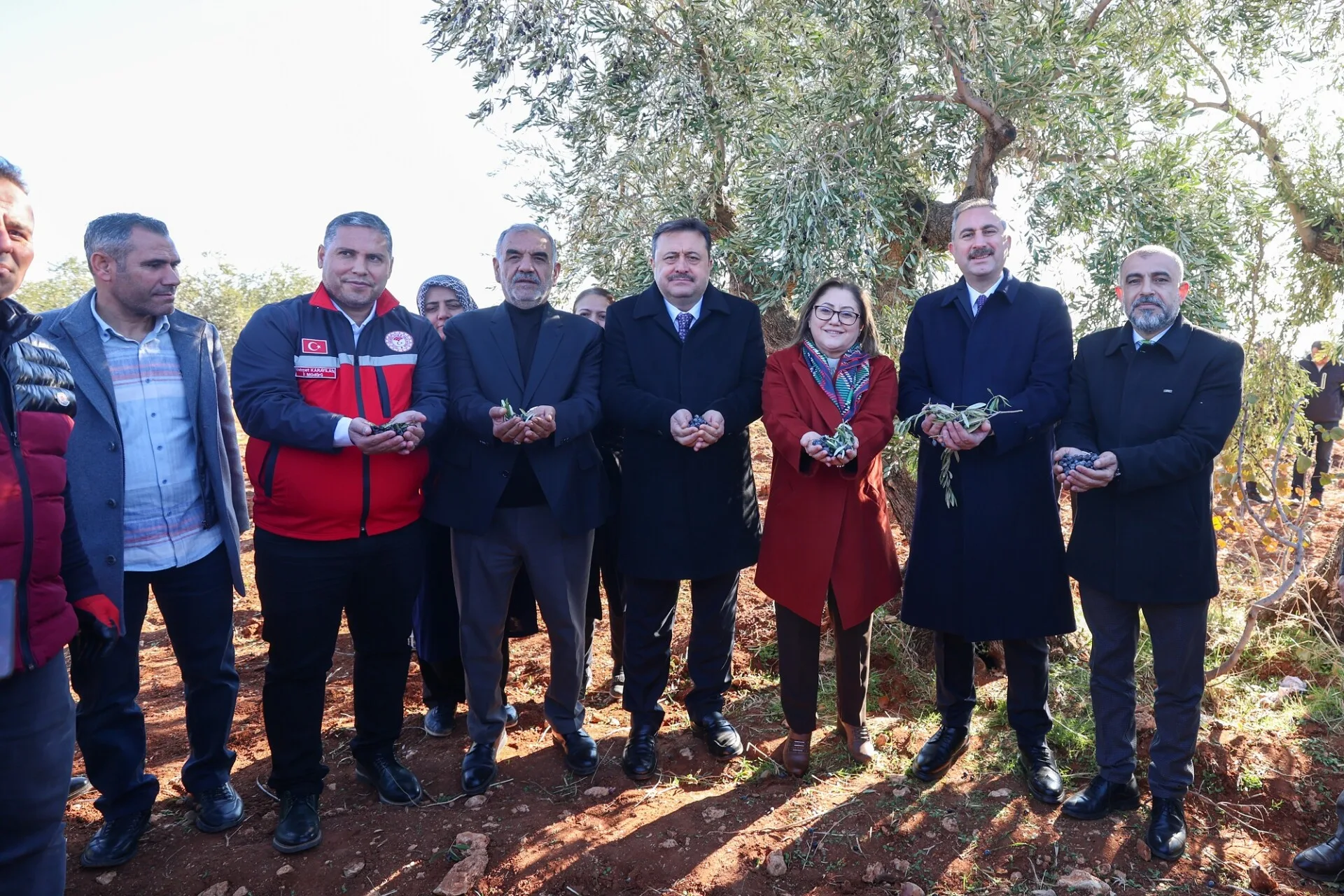 BAŞKAN ŞAHİN, NİZİP’İN BEREKETİ ZEYTİN HASADINA KATILDI (5)