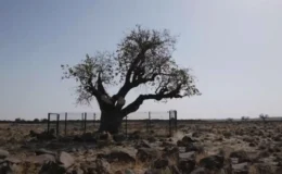 600 Yıllık Tanık: Türkiye’nin En Yaşlı Antep Fıstığı Ağacı