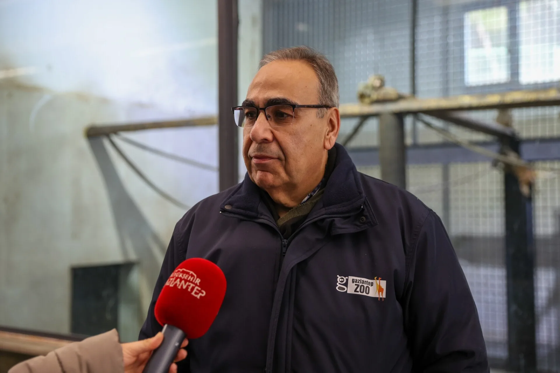 GAZİANTEP BÜYÜKŞEHİR BELEDİYESİ, SINIRDA YAKALANAN MAYMUNLARI YENİ YUVALARINA KAVUŞTURDU (2)