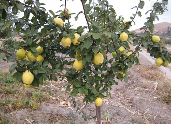 ayva agaci