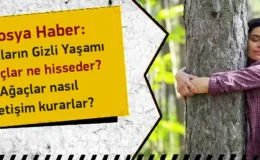 Ağaçların Gizli Yaşamı