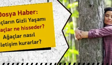 Ağaçların Gizli Yaşamı