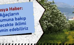 Ağaçların Durumuna Bakıp Gelecekte İklimi Tahmin Edebiliriz