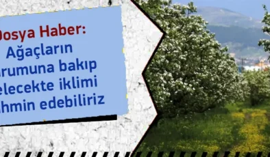 Ağaçların Durumuna Bakıp Gelecekte İklimi Tahmin Edebiliriz