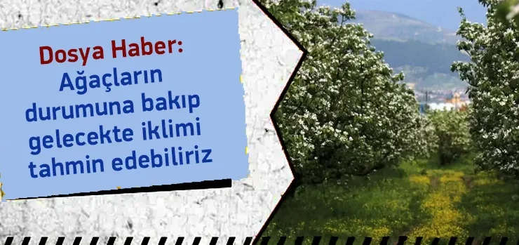 Ağaçların Durumuna Bakıp Gelecekte İklimi Tahmin Edebiliriz