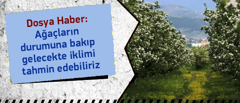 Ağaçların Durumuna Bakıp Gelecekte İklimi Tahmin Edebiliriz