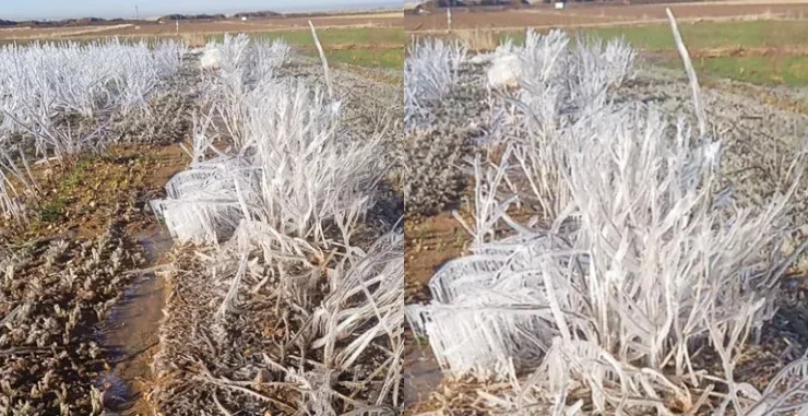 Şanlıurfa’da Tarım Arazilerinde Don Olayı: Çiftçiler Zor Durumda