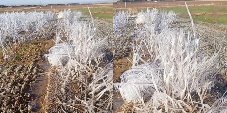 Şanlıurfa’da Tarım Arazilerinde Don Olayı: Çiftçiler Zor Durumda