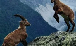 Koruma Altındaki 3 Dağ Keçisini Avlayan Kişiye Şok Ceza !