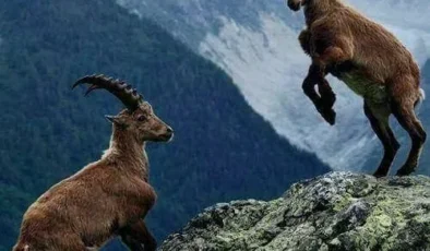 Koruma Altındaki 3 Dağ Keçisini Avlayan Kişiye Şok Ceza !