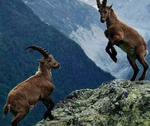 Koruma Altındaki 3 Dağ Keçisini Avlayan Kişiye Şok Ceza !