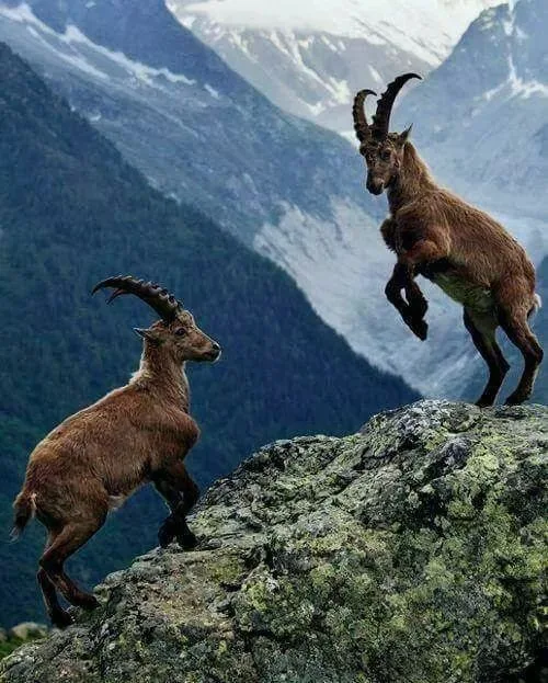 Koruma Altındaki 3 Dağ Keçisini Avlayan Kişiye Şok Ceza !