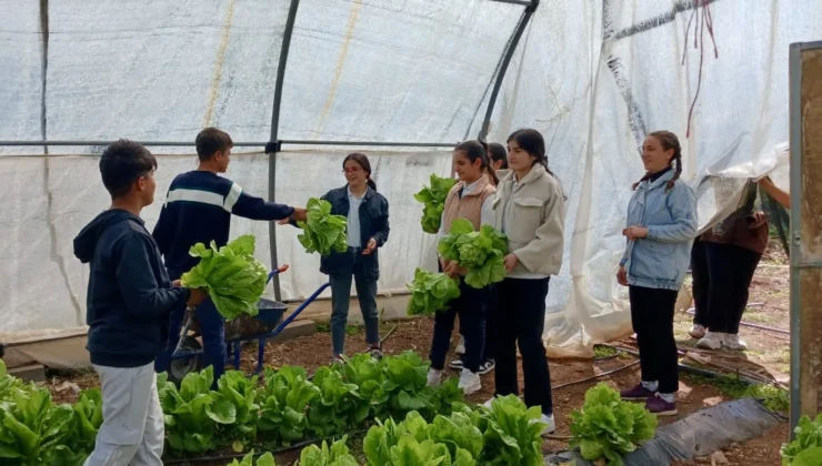 Öğrencilerden Topraktan Sofraya Marul Mucizesi!
