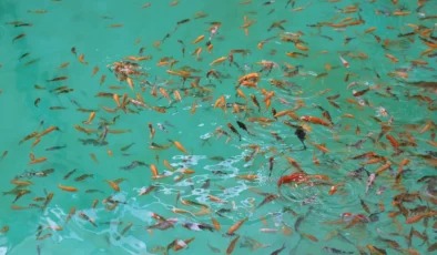 Güneydoğu’da Tropikal Cennet! 27 Bin Koi Balığı Gaziantep’te…